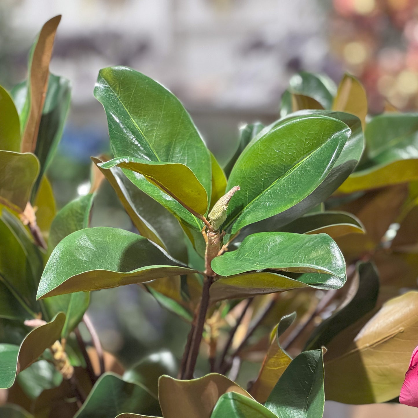A MAGNOLIA LEAF BRANCH - 24 INCH - TheBOX