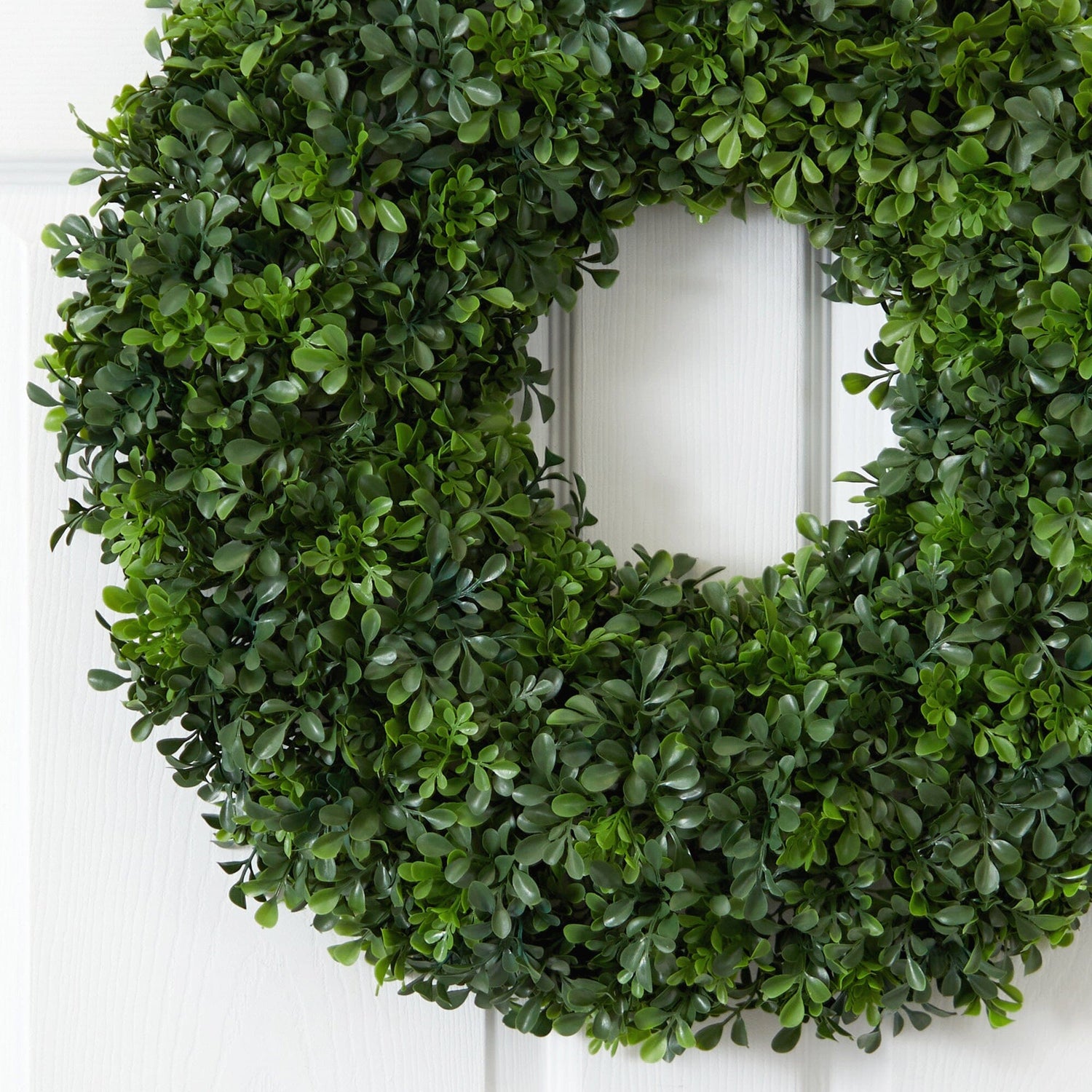 showcasing elegance with its lush green foliage, perfect for indoor or outdoor decor.