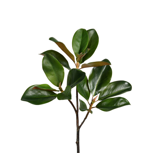 A MAGNOLIA LEAF BRANCH - 24 INCH - TheBOX